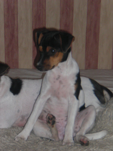 Blanca, Lanson, Puma 27-28 aug 2010 018.jpg